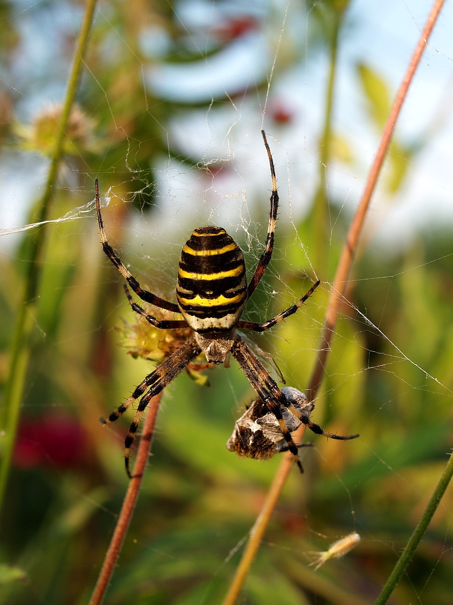 Argiope Bruennichi Wasp Spider argiope-bruennichi-wasp-spider
